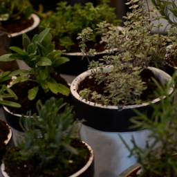 S2 Cooks: planting a herb garden